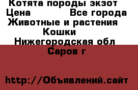 Котята породы экзот › Цена ­ 7 000 - Все города Животные и растения » Кошки   . Нижегородская обл.,Саров г.